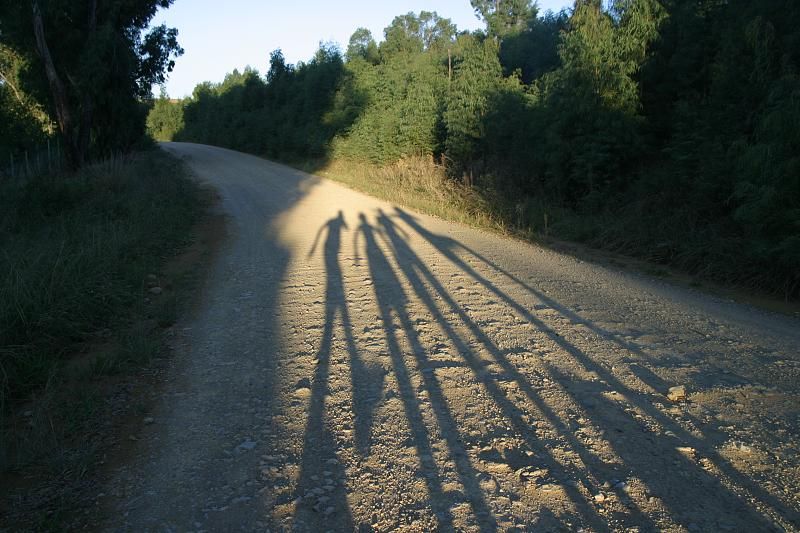 Long shadows of 4 people, reflected on a tree-lined-gravel country road